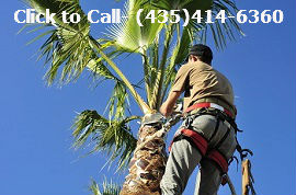 Palm Tree Trimming and Skinning St. George UT